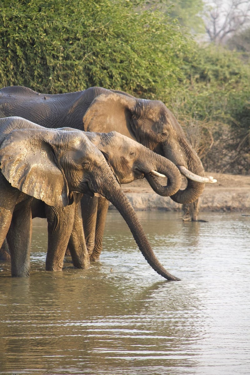 Time-Traveling Safaris